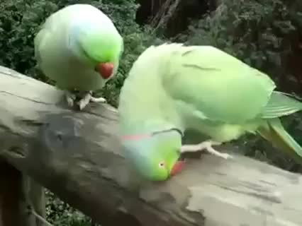 BIRDS BIRDS BIRDS. On the Internet no ones know you're a handful of birds.. I have a couple clips myself