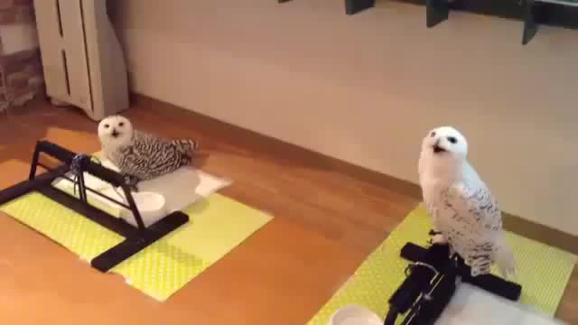 BIRDS BIRDS BIRDS. On the Internet no ones know you're a handful of birds.. I have a couple clips myself