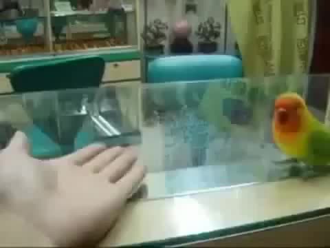 BIRDS BIRDS BIRDS. On the Internet no ones know you're a handful of birds.. I have a couple clips myself