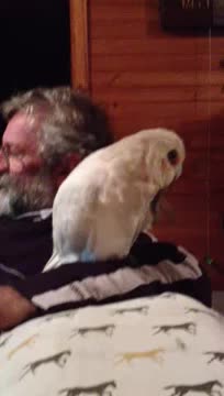 BIRDS BIRDS BIRDS. On the Internet no ones know you're a handful of birds.. I have a couple clips myself