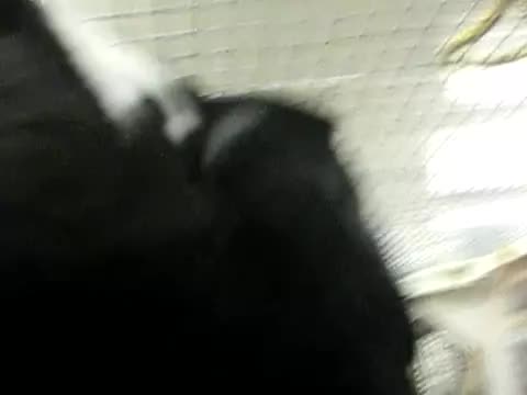 BIRDS BIRDS BIRDS. On the Internet no ones know you're a handful of birds.. I have a couple clips myself