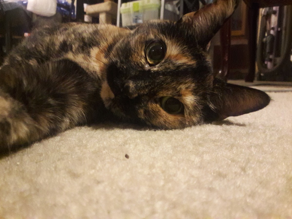 i miss my little girl. This is Cyao. short for Cyanocobalamin vitamin b-12. she was a tortoiseshell. and one of my best friends. i was blessed to have her in my