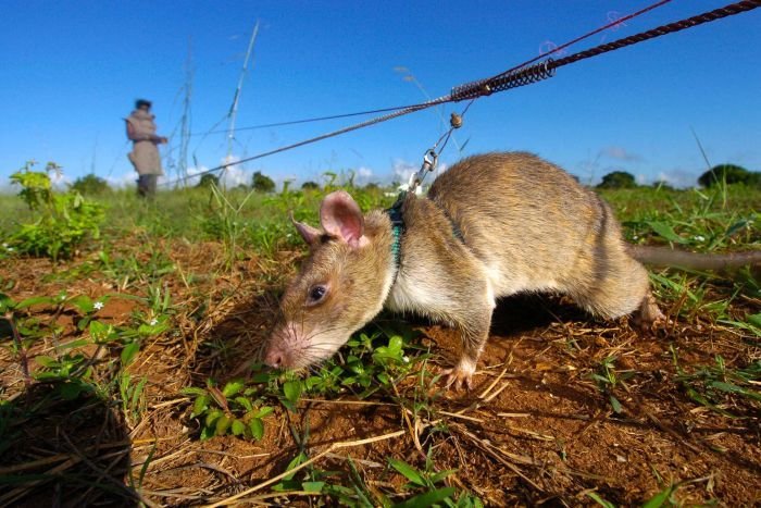 The Heroes we deserve.. African HeroRats detect landmines. Using positive reinforcement behavior that is respectful of the animals, African pouched rats are tau